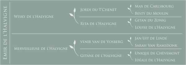 Pédigré Emir de l'Halvigne